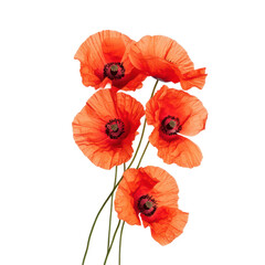 Obraz premium Radiant Poppy Bouquet: Vibrant red poppies dance in a bright display, showcasing the delicate beauty and fragility of nature in full bloom.