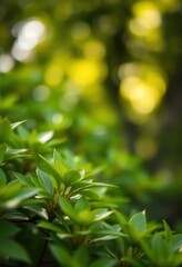 Soft-focus green foliage, blurred bokeh background, lush, blurry, backdrop