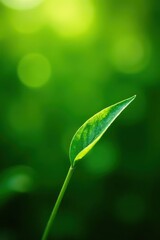 Green leaf of a plant glistening in the sunlight with a blurred greenery background, perfect for a natural and fresh wallpaper,  sunlight,  ecology