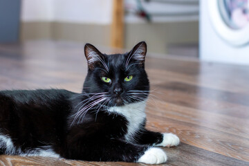A black and white cat leisurely laying on a rustic wooden floor