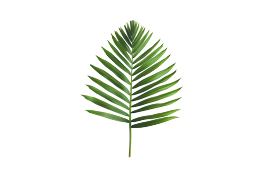 Single Palm Frond Dark Background Tropical Leaf Green Nature Botany