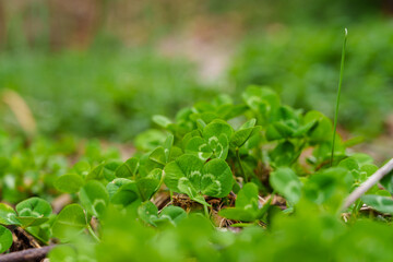 Close-up photo of green, fresh clover leaves