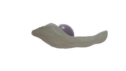Quahog pearl in venus clam
