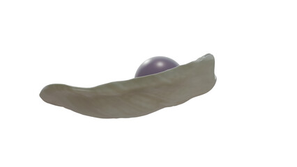 Quahog pearl in venus clam