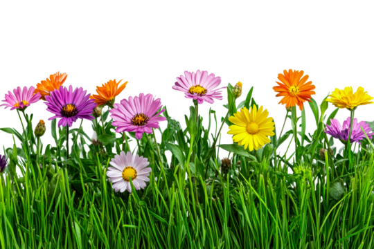Vibrant flower blooms in green grass field nature isolated on transparent background