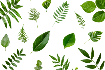 Lush green leaf display natural setting botanical composition isolated on transparent background