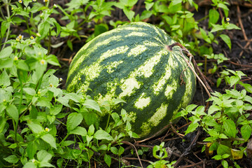 A green and white striped watermelon surrounded by bright green leaves and tiny white flowers. Fresh watermelon growing in the garden.