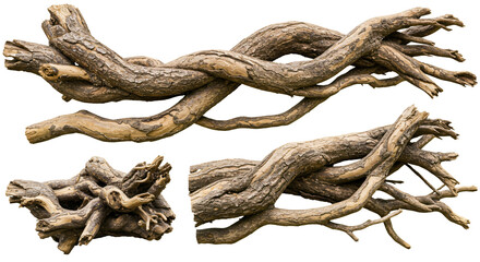 Tree roots png, gnarled wood branches isolated on transparent background