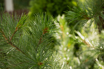 Green pine branch at public park, coniferous. Outdoors. Eco environment. Close up