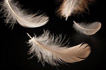 Obraz premium White feathers falling slowly. Feathers. Black background.