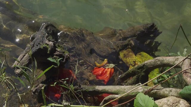 African tulip tree (spathodea campanulata) flowers submerged in water with part of tree