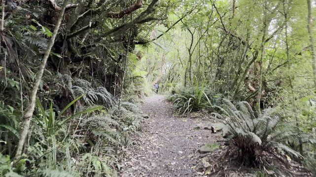 peaceful meditation, walk in dense green rainforest leading to remote, wild Monro beach, Haast, west coast, south island, new zealand,