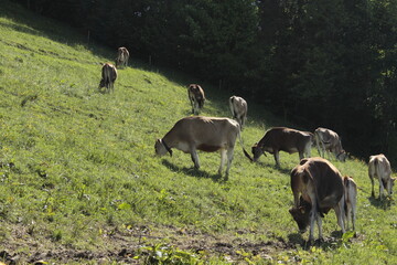 Bachtel - Mai 2018 - Zurich, Switzerland