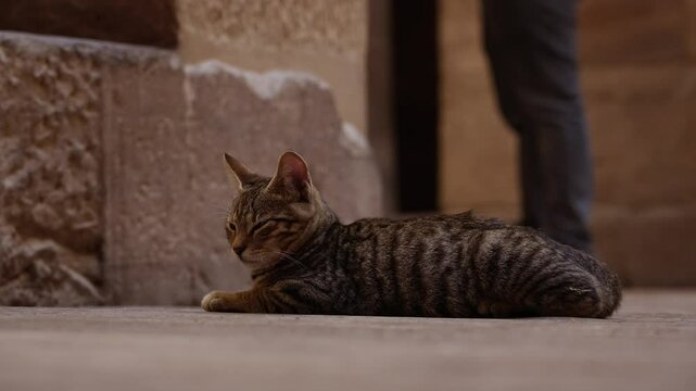 Sleepy cat Philae Temple Egypt ancient ruins getting cozy tourists