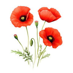 Fototapeta premium Crimson Embrace: A captivating arrangement of vivid red poppies showcases their delicate petals and intricate details.