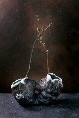 Willow Branches in Stone Vase