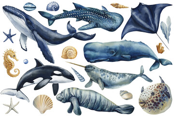marine animals and shells watercolor whale shark orca narwhal stingray manatee seahorse fish starfish ocean sea life set © Hanna
