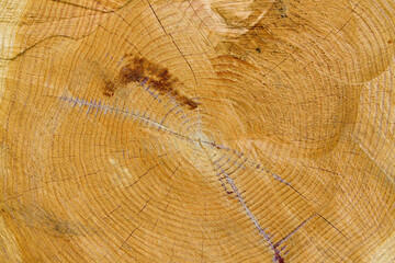 Naklejka premium Holz Stamm Schnittfläche 2