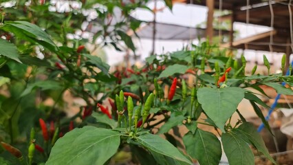 Close-up of Red and Green Chili Peppers on a Plant