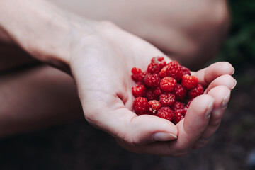 Harvested red berries, basket of raspberry and strawberry, process of collecting, harvesting and picking ripe berries in the forest, close up view of hands with bilberry and blueberry, berry farm