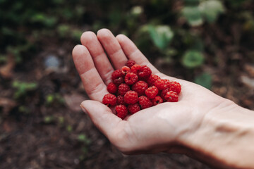 Harvested red berries, basket of raspberry and strawberry, process of collecting, harvesting and picking ripe berries in the forest, close up view of hands with bilberry and blueberry, berry farm © tsuguliev