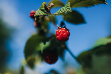 Harvested red berries, basket of raspberry and strawberry, process of collecting, harvesting and picking ripe berries in the forest, close up view of hands with bilberry and blueberry, berry farm