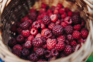 Harvested red berries, basket of raspberry and strawberry, process of collecting, harvesting and picking ripe berries in the forest, close up view of hands with bilberry and blueberry, berry farm