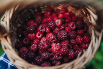 Harvested red berries, basket of raspberry and strawberry, process of collecting, harvesting and picking ripe berries in the forest, close up view of hands with bilberry and blueberry, berry farm
