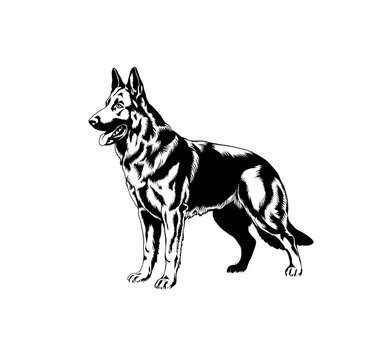 recommend clip art: German shepherd dog standing in black color with white background. Vector illustration.