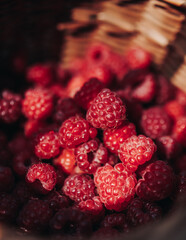 Harvested red berries, basket of raspberry and strawberry, process of collecting, harvesting and picking ripe berries in the forest, close up view of hands with bilberry and blueberry, berry farm