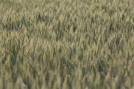 Backlit green heads of wheat