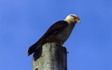 carrapateiro