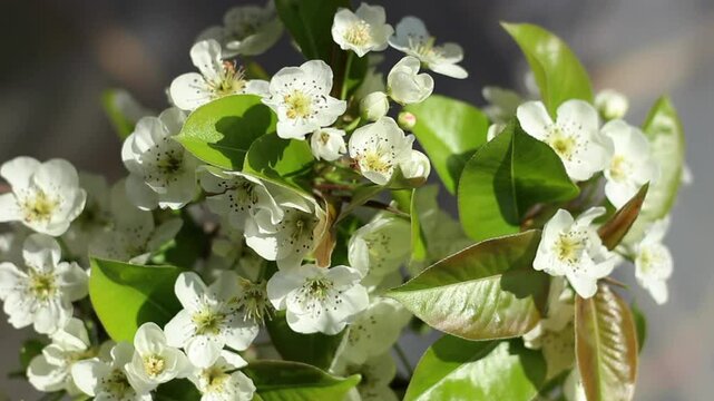 Flowering pear tree in orchard under sun light in spring time. Close up, detail.