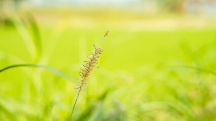 Single grass stalk in a vibrant green field