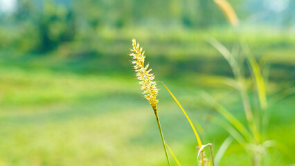 Golden Grass Seed Head in Green Field Nature