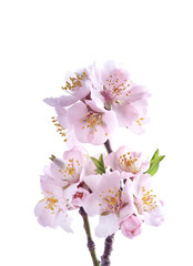 Almond flowers on white background