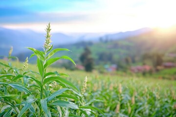 Witnessing the impact of climate change on food security in Ethiopia poorest communities.