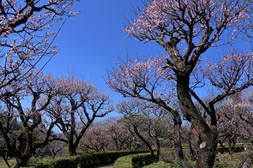 梅ほころぶ梅ノ段を歩く　（高知県　高知市）