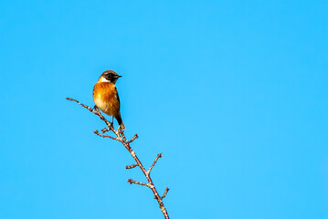 Stonechat (Saxicola rubicola) which is a common European garden songbird bird found in the UK and Europe, wildlife stock photo image 