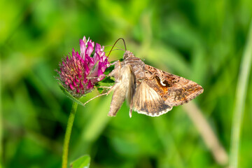 Silver Y moth (Autographa gamma) which is a common insect seen flying by day and night feeding on a red clover flower plant, wildlife stock photo image