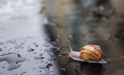 Escargot carapace dorée sur une table au milieu des gouttes 