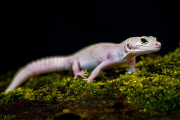 rock gecko lizard on black background