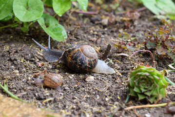Deux escargots se promenant dans un jardin