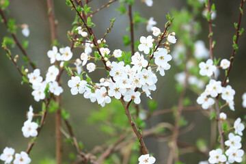 Spring blossom tree, white flowers, pollination, beauty in nature