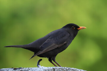 Common blackbird on position