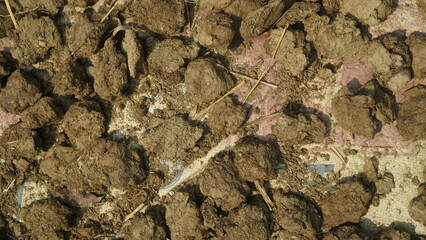 Dried Cow Dung Patties on Mat