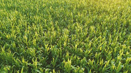 Fototapeta premium Scenic sunset over lush green corn crops