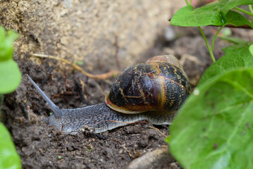 Escargot adulte entre les plantes dans le jardin