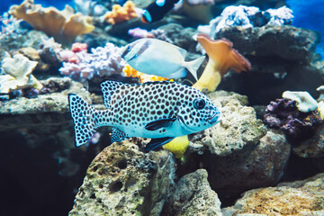 The harlequin sweetlips fish in an aquarium closeup