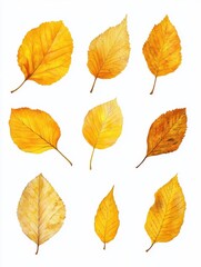 Isolated fall leaves on white background. Natural scanned aspen yellow leaves set, autumn, foliage, nature, vibrant
